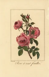 Provence rose or cabbage rose