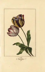 Varieties of tulip, Tulipa gesneriana