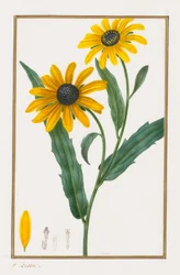 Black-eyed Susan