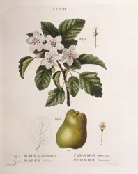 Crab apple (Malus coronaria)
