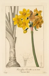Flora of Gardeners, Amateurs and Manufacturers: Polyanthus or Cluster Narcissus
