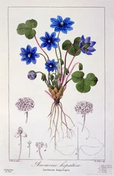 Hepatica Nobilis, 1836