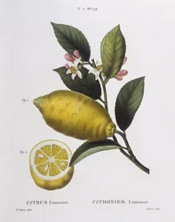Lemon (Citrus limonium)