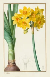 Polyanthus or Cluster Narcissus Botanical: Narcissus tazetta