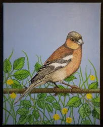 Chaffinch