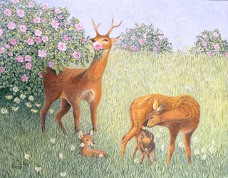 Deer Family