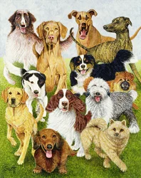 Dog Days