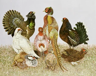 Game Birds