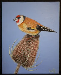 Goldfinch, 2016