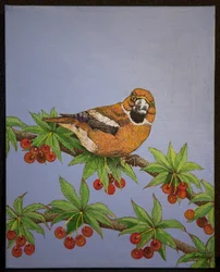 Hawfinch, 2016