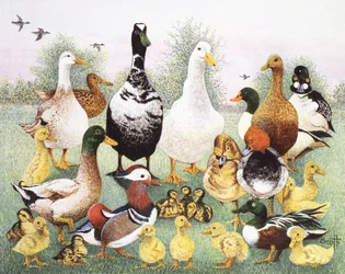 Hello Ducks