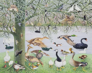 The Odd Duck