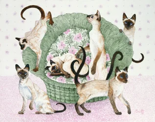 We are Siamese if you please
