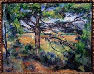 Great pine near Aix