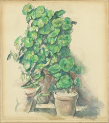 Geraniums