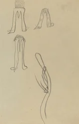 Four Fantastic Forms (recto)