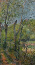 Willows