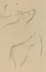 Studies of a Cow (verso)