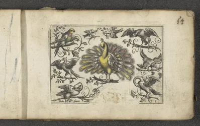 Peacock and Other Birds, Birds