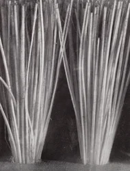 Bristles of a Clothes Brush