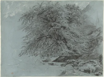 A Wild Beech in Full Leaf
