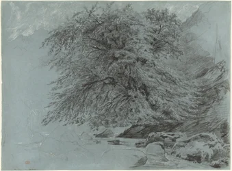 A Wild Beech in Full Leaf
