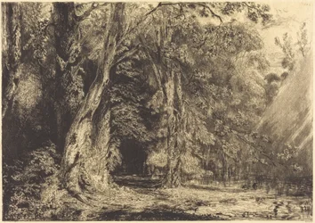 Flooding in the Forest of the Île Séguin