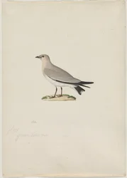 Small Pratincole Glareola lactea, 1800s