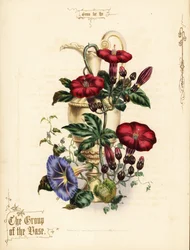 Bouquet of scarlet ipomoea and blue morning glory with vase