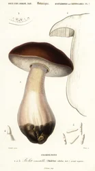 Cep, Penny Bun, Porcino or Porcini Mushroom, Boletus edulis (engraving)