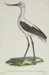 White-Headed Avocet, early 19th century