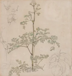 Study of Cow Parsley