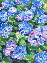 Colorful Hydrangea Blooms