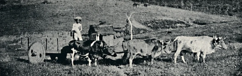 Ox Cart, 1895