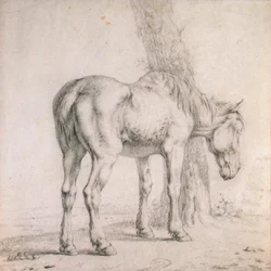 An Old Horse