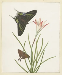Two Butterflies by a Lily