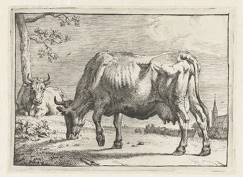Grazing Cow