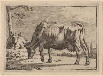 Grazing Cow