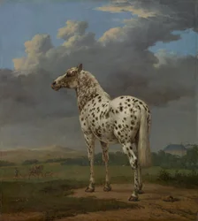 Piebald Horse