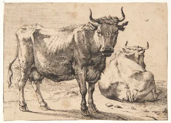Standing and Lying Cow
