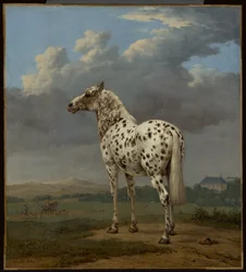 The "Piebald" Horse, c.1650-1654