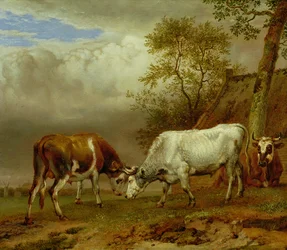 Two Bulls with Locked Horns