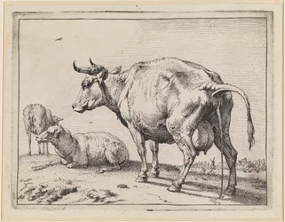Urinating Cow