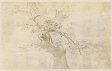 Study of a Gnarled Tree