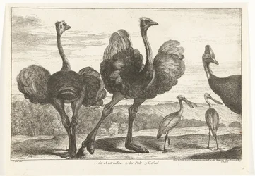Ostriches, Cassowary, and Spoonbill
