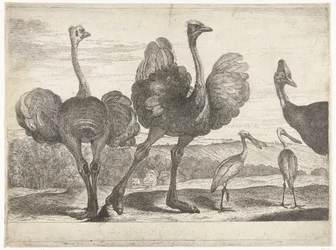 Ostriches, Cassowary, and Spoonbill Birds from the Menagerie of Versailles (series title)