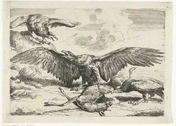 Three Eagles Fighting Over a Dead Deer (series title: Diversi uccelli)