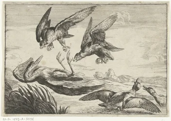 Two Falcons Attacking a Heron