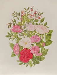 Various Pink Roses