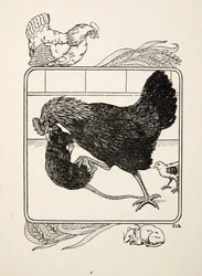 The Heroism of a Hen